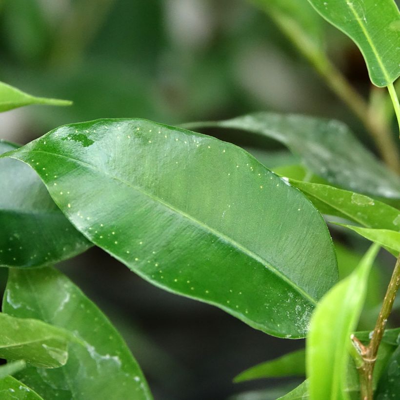 Ficus Natasja (Fogliame)