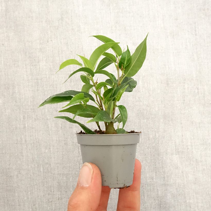 Example of Ficus Natasja mini-pianta as you get in printemps