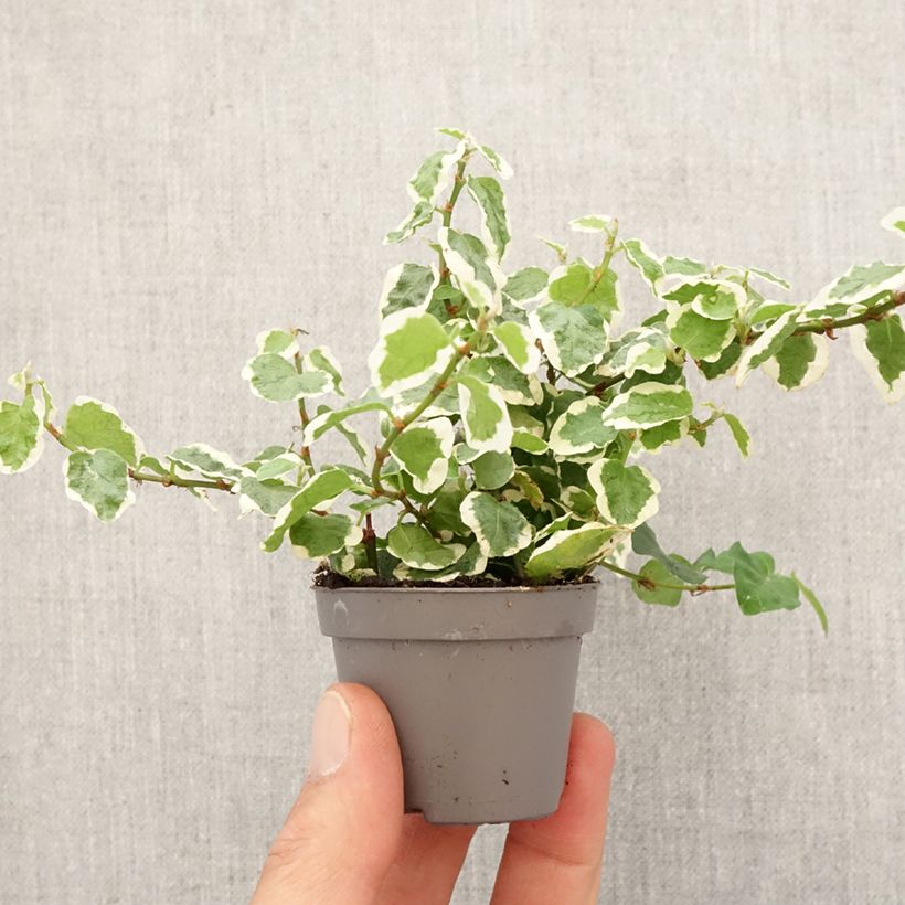 Ficus pumila Bellus - Fico rampicanteché mini-pianta esemplare consegnato in primavera