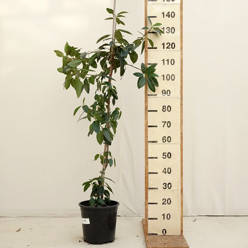 Example of Ficus rubiginosa Australis Vaso da 7,5L/10L as you get in automne