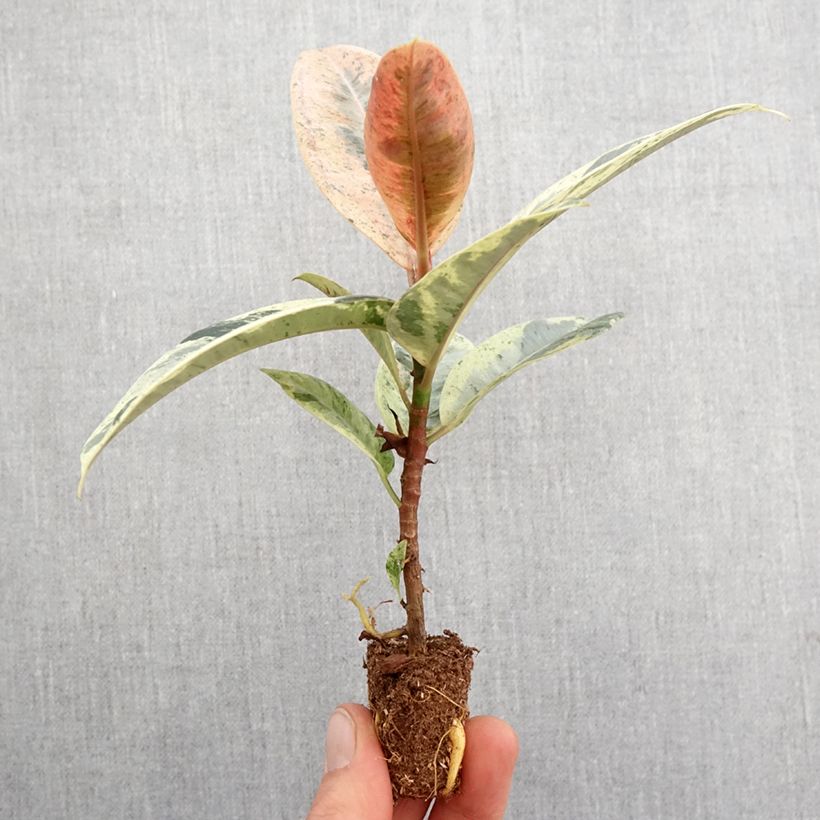 Ficus Shivereana mini-pianta esemplare consegnato in primavera