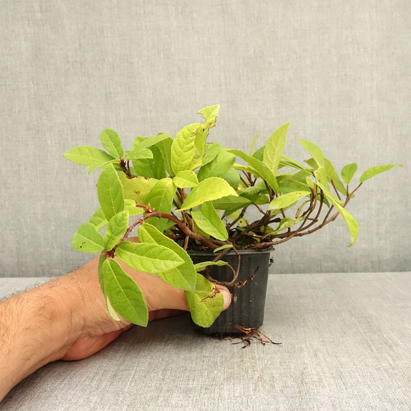 Esemplare di Ficus tikoua - Fico rampicante Vasetto da 8/9 cm consegnato in estate