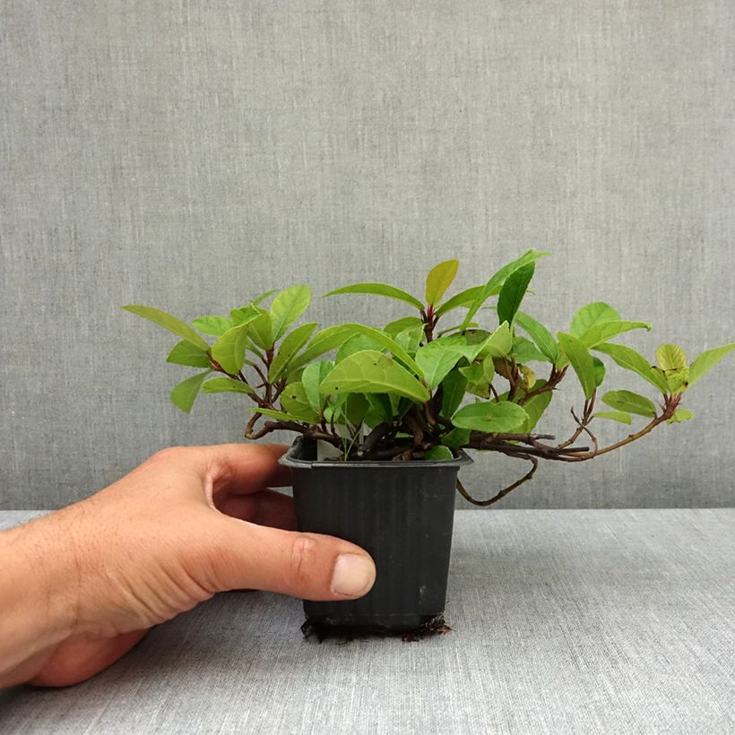 Ficus tikoua - Fico rampicante Vasetto da 8/9 cm esemplare consegnato in primavera