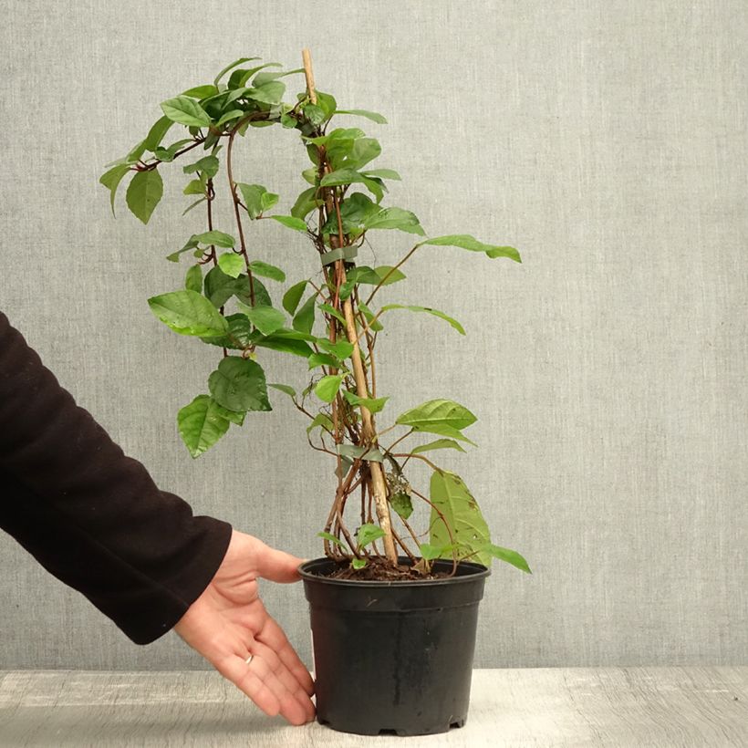 Esemplare di Ficus tikoua - Fico rampicante Vaso da 2L/3L come consegnato in autunno