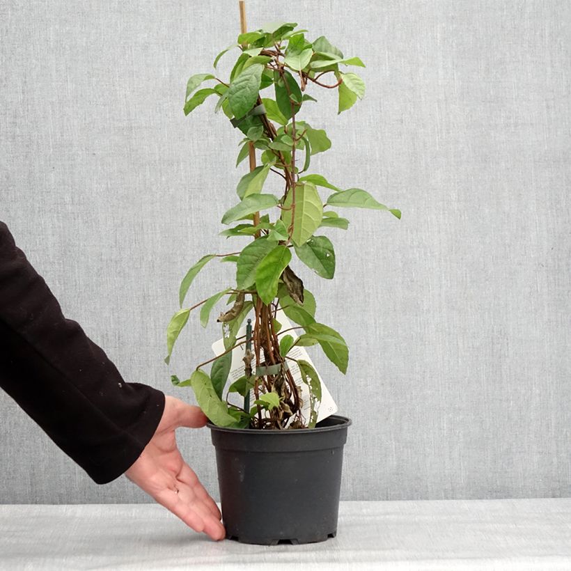 Ficus tikoua - Figuier des guêpes                           Pot de 2L/3L esemplare consegnato in inverno