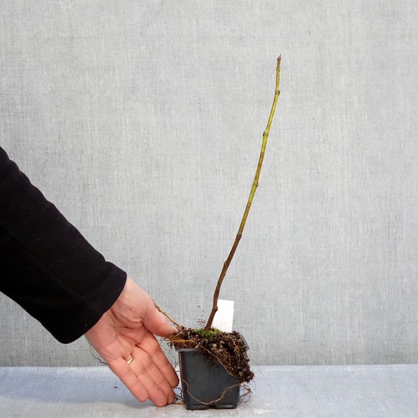 Fico Brown Turkey Vasetto da 8/9 cm esemplare consegnato in inverno