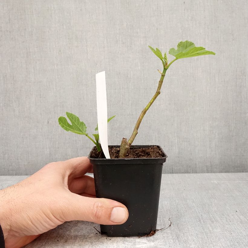 Fico Brown Turkey Vasetto da 8/9 cm esemplare consegnato in primavera