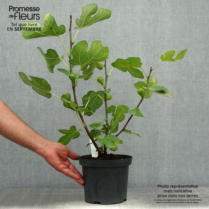Esemplare di Fico Portogallo Vaso da 2L/3L, A cespuglio come consegnato in autunno