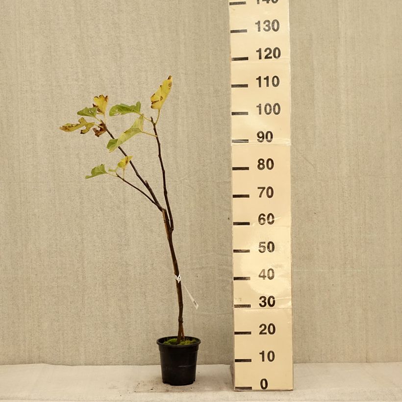 Esemplare di Fico Firoma ´Kojufcf´ Vaso da 4L/5L, Multifusto come consegnato in autunno