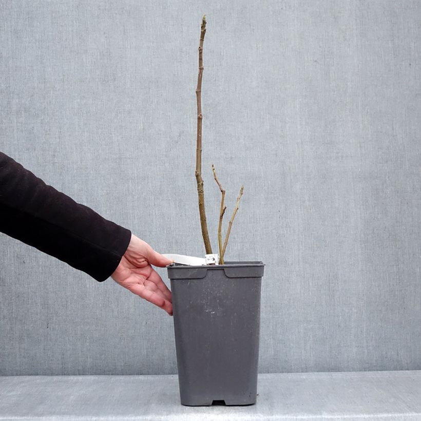 Example of Fico Kadota Vaso da 4L/5L as you get in hiver