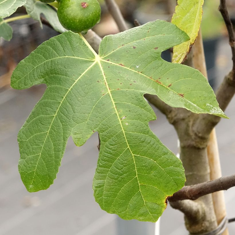 Fico Longue d'Août (Fogliame)