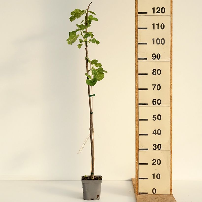 Esemplare di Fico Madeleine des Deux saisons Vaso da 2L/3L, Astone consegnato in estate