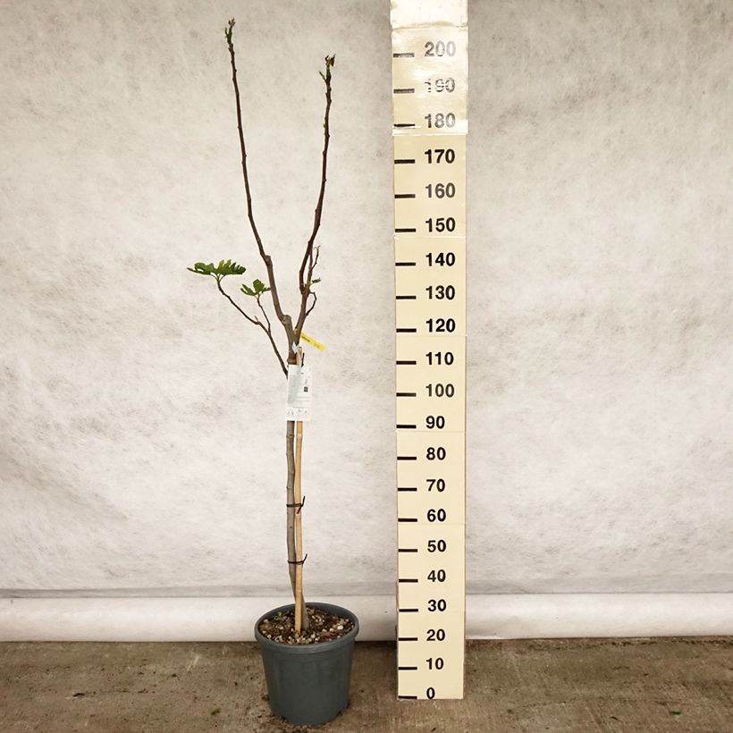 Fico Rouge de Bordeaux Vaso da 12L/15L, Vaso impalcato medio esemplare consegnato in primavera