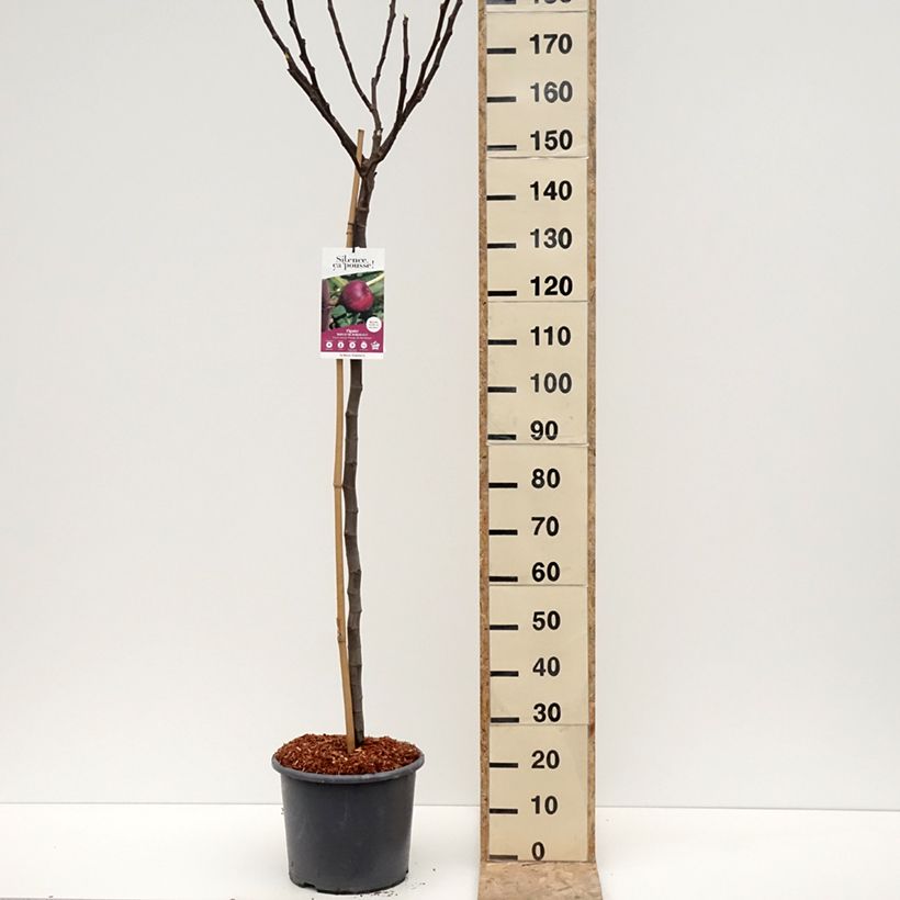 Figuier Rouge de Bordeaux - Pastilière Pot de 12L/15L, Demi-Tige esemplare consegnato in inverno