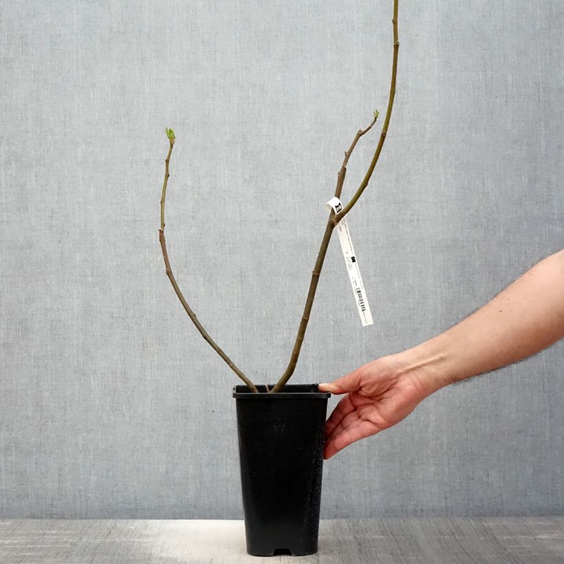 Fico Rouge de Bordeaux Vaso da 2L/3L esemplare consegnato in primavera