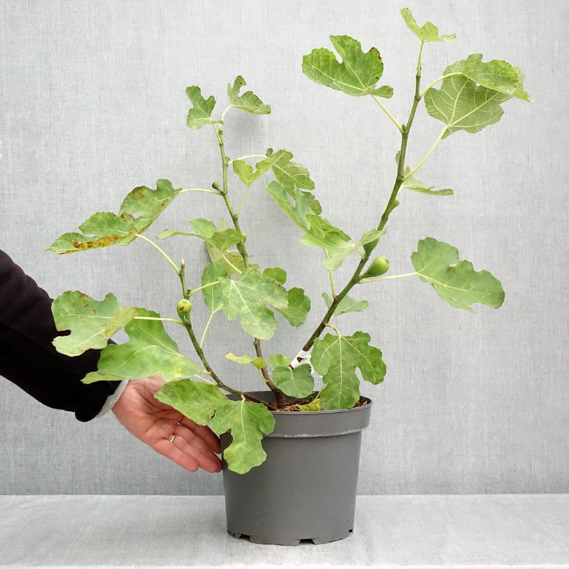 Esemplare di Fico Terza Vaso da 4L/5L, A cespuglio come consegnato in autunno