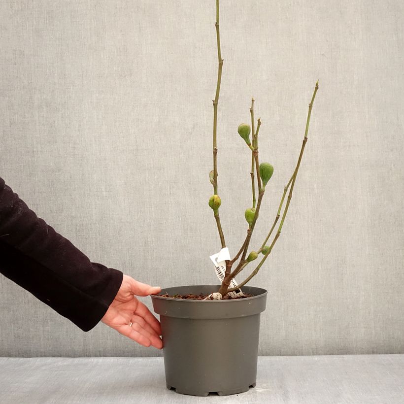 Fico Terza Vaso da 4L/5L, A cespuglio esemplare consegnato in inverno