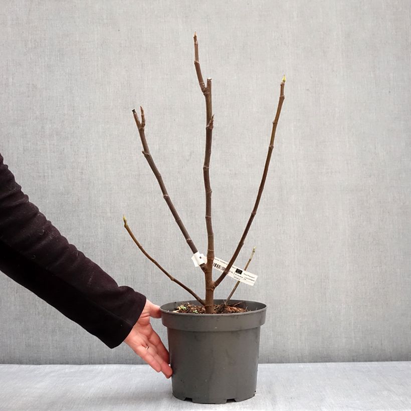 Figuier Violette D'argenteuil - Ficus carica Vaso da 4L/5L, A cespuglio esemplare consegnato in inverno
