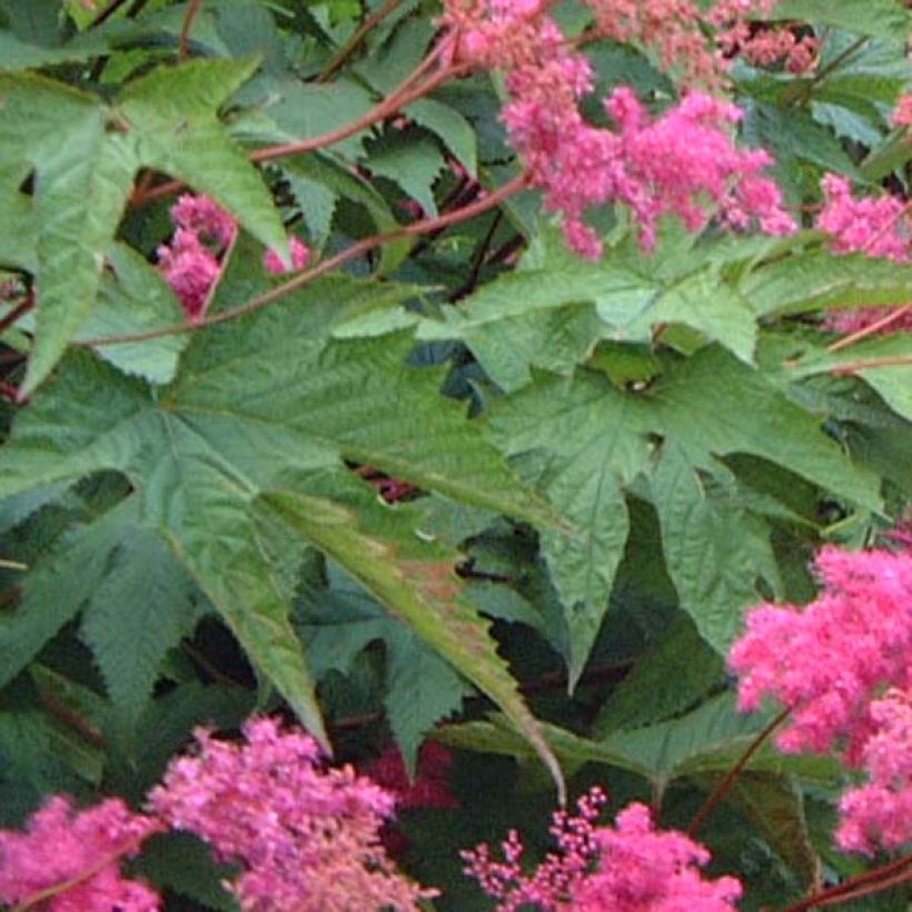 Filipendula purpurea (Fogliame)