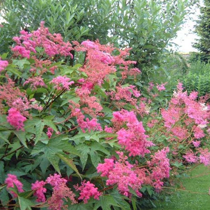 Filipendula purpurea (Porto)