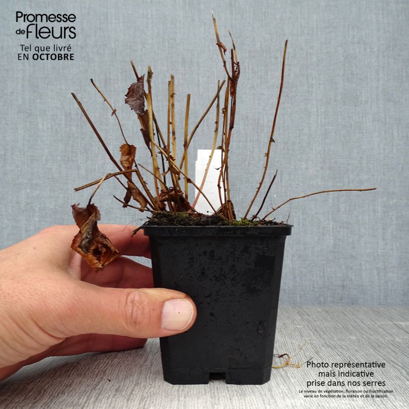 Esemplare di Filipendula purpurea Elegans Vasetto da 8/9 cm come consegnato in autunno