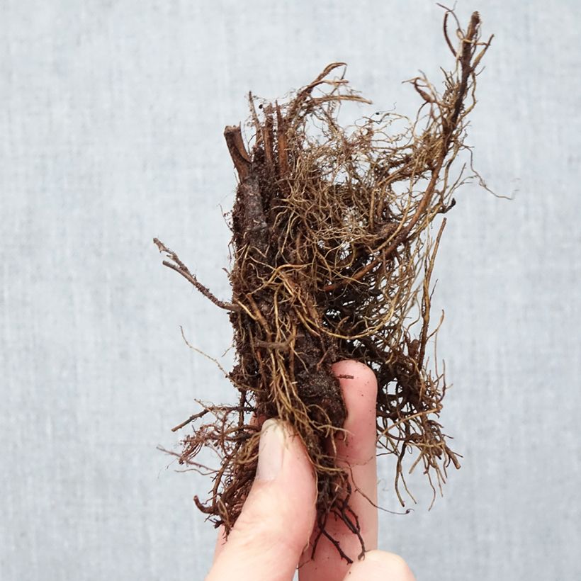 Filipendula purpurea Elegans Piante piccole a radice nuda esemplare consegnato in inverno