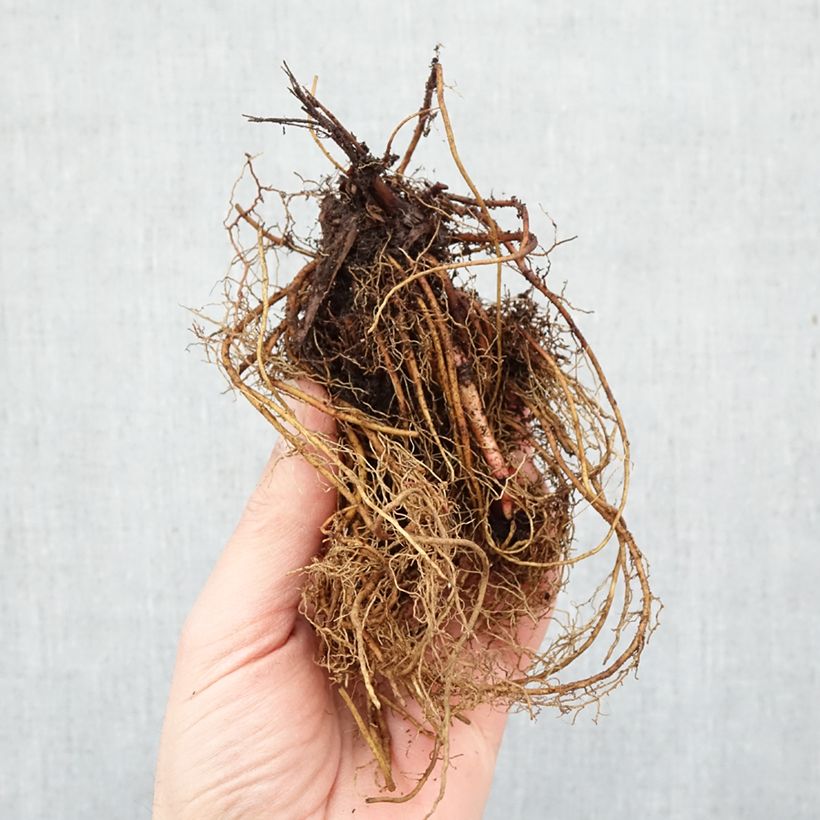 Filipendula rubra Venusta Piante piccole a radice nuda esemplare consegnato in inverno