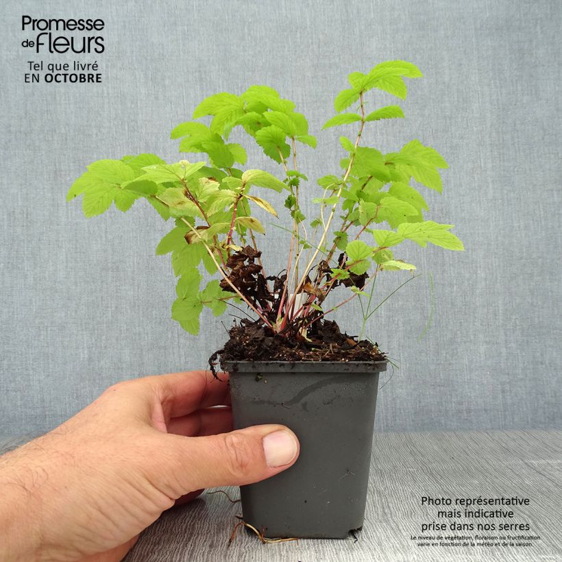 Esemplare di Filipendula ulmaria Aurea Vasetto da 8/9 cm come consegnato in autunno
