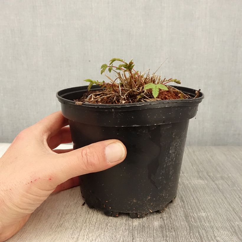 Example of Filipendula ulmaria - Olmaria comune Vaso da 2L/3L as you get in printemps