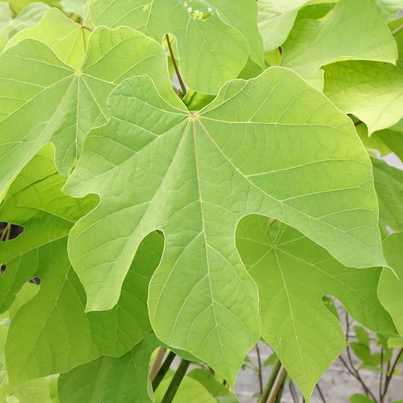 Firmiana simplex - Parasole cinese (Fogliame)