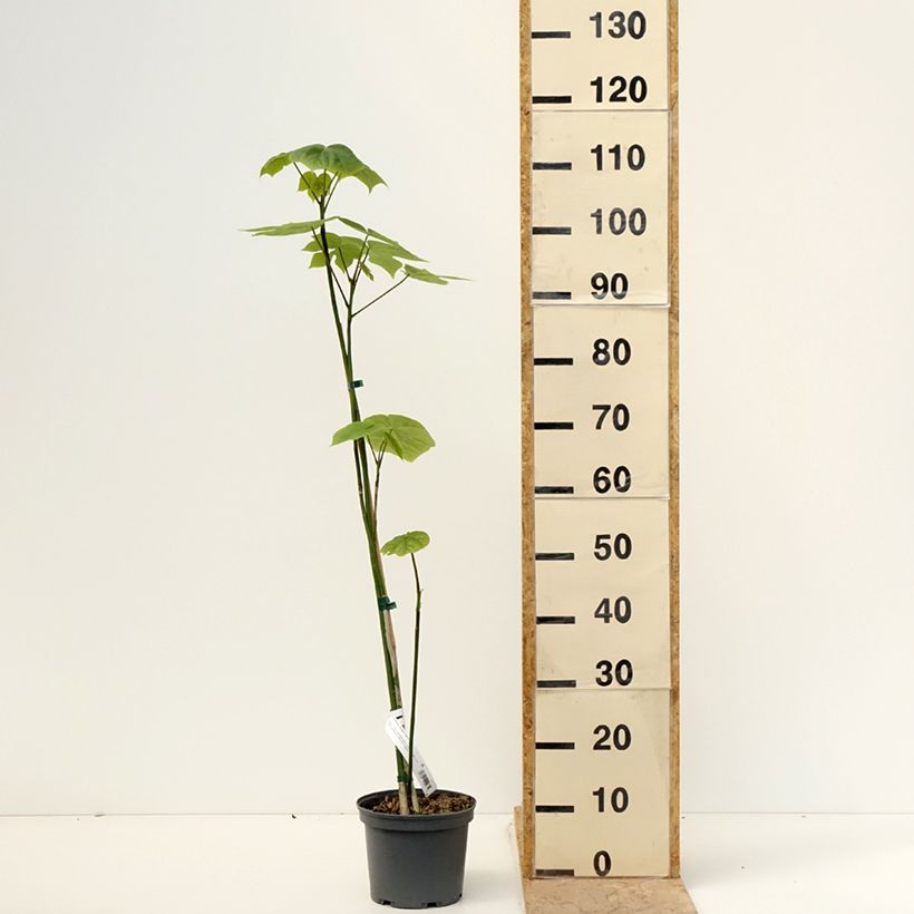 Example of Firmiana simplex - Parasole cinese Vaso da 3L/4L as you get in printemps