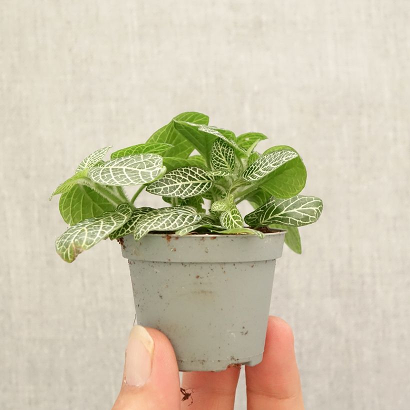 Esemplare di Fittonia Mini White mini-pianta come consegnato in autunno