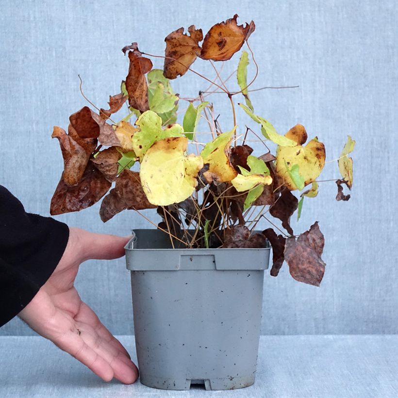 Esemplare di Epimedium pubigerum Orangekönigin Vaso da 2L/3L come consegnato in autunno