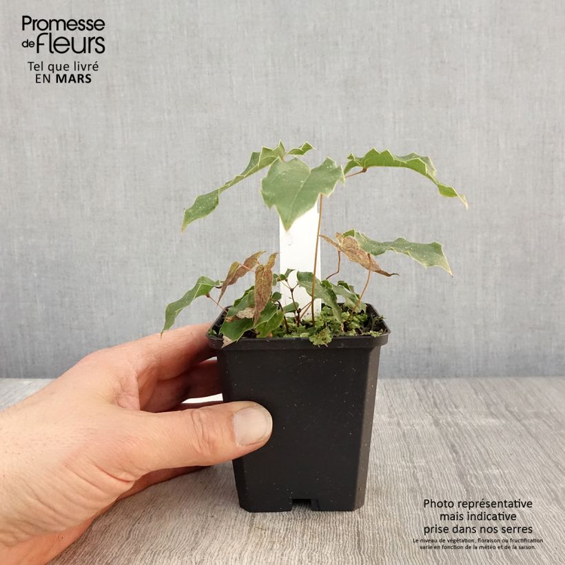 Epimedium wushanense Caramel Vasetto da 8/9 cm esemplare consegnato in primavera