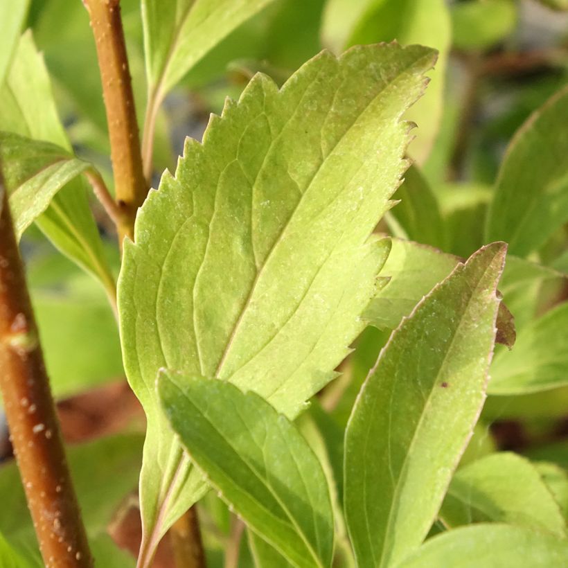 Forsythia intermedia Era - Mimosa de Paris panaché (Fogliame)