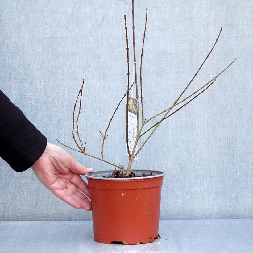 Forsythia intermedia Era - Mimosa de Paris panaché Vaso da 3L/4L esemplare consegnato in inverno