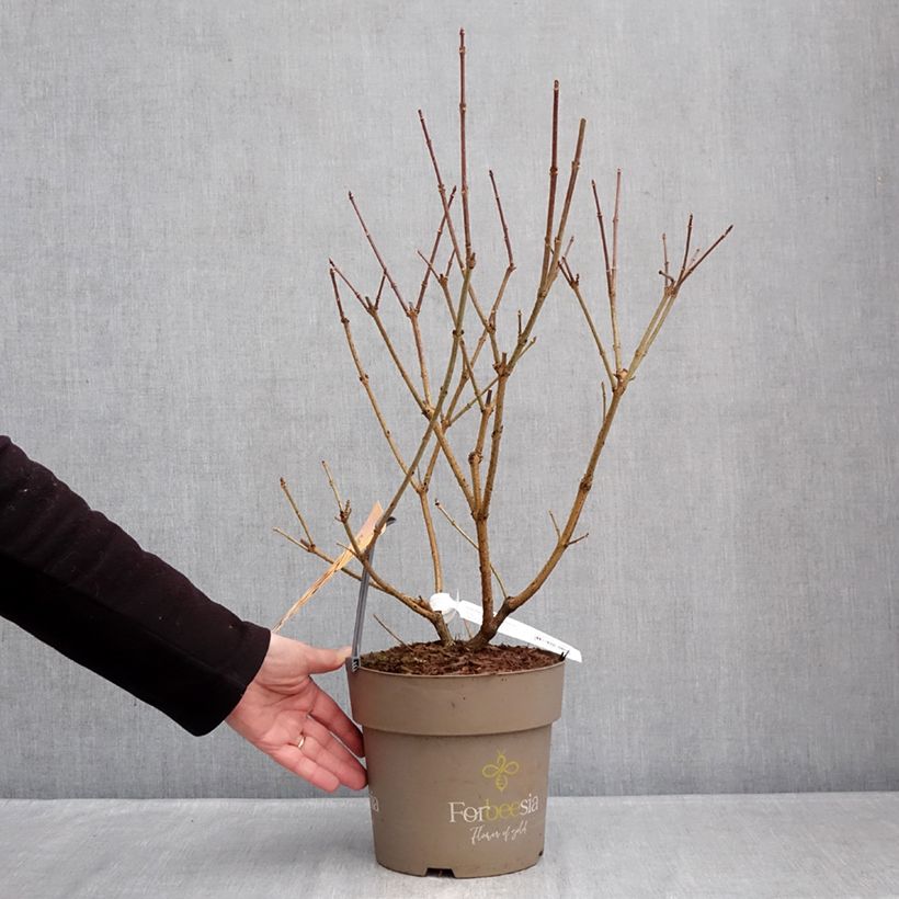 Forsizia Forbeesia Vaso da 4L/5L esemplare consegnato in inverno