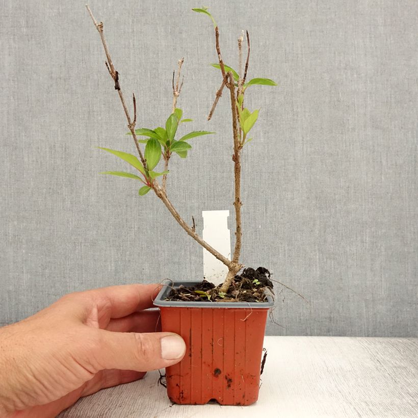 Esemplare di Forsizia Spectabilis Vasetto da 8/9 cm consegnato in estate