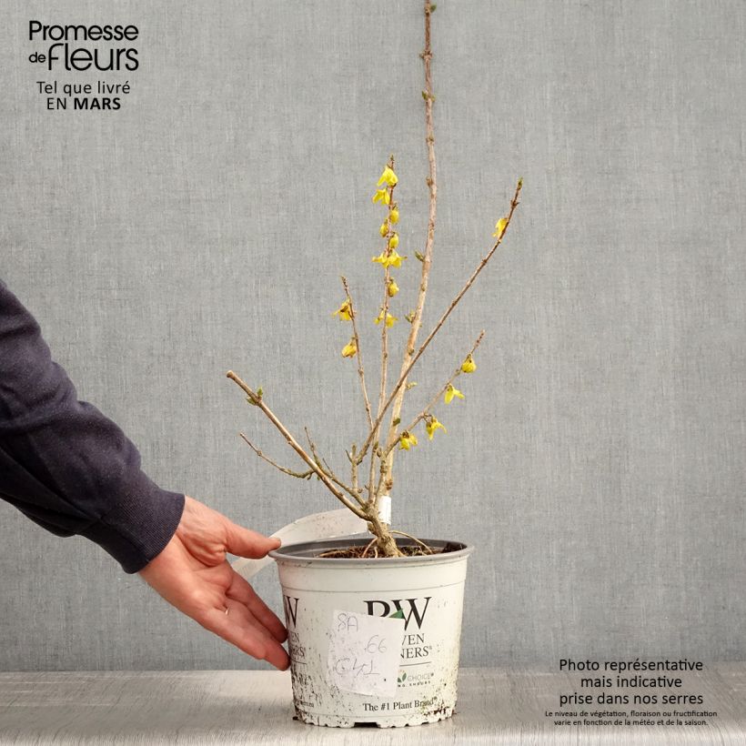 Forsythia koreana Flying Machine Vaso da 3L/4L esemplare consegnato in primavera