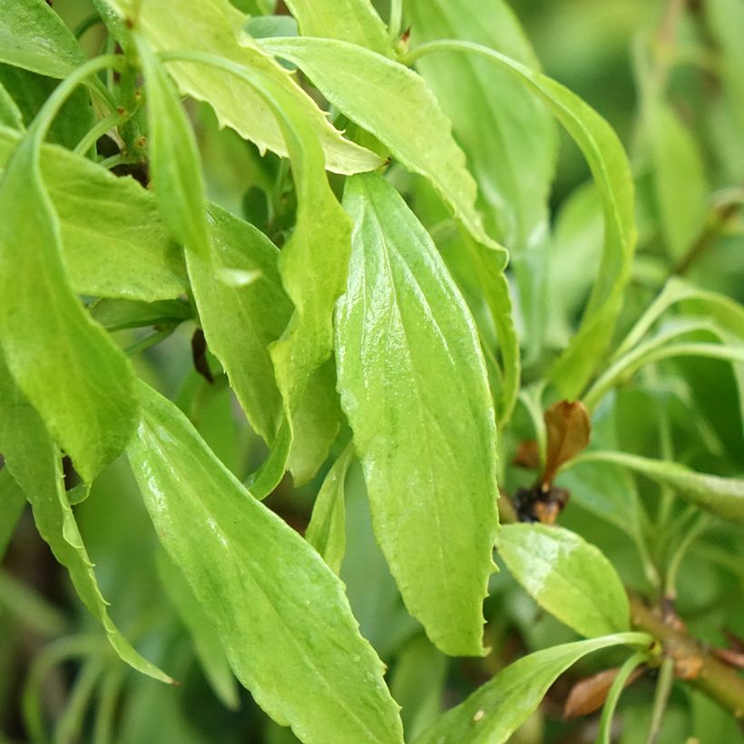 Forsizia Marée d'Or (Foliage)