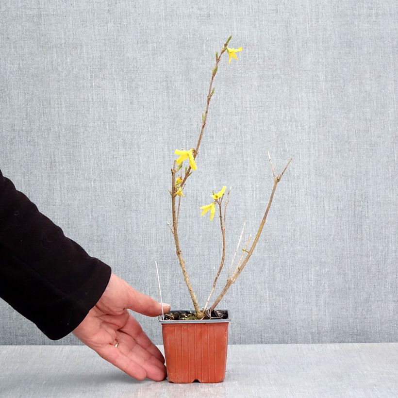 Example of Forsizia Goldzauber Vasetto da 8/9 cm as you get in printemps