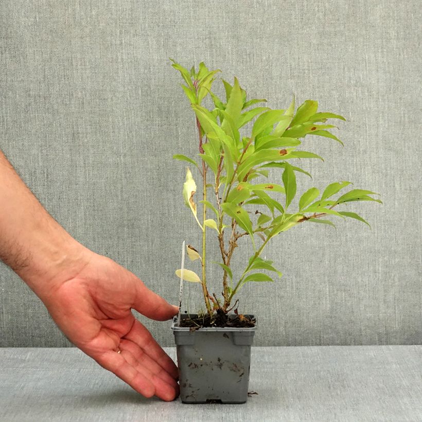 Forsizia Lynwood Vasetto da 8/9 cm esemplare consegnato in primavera