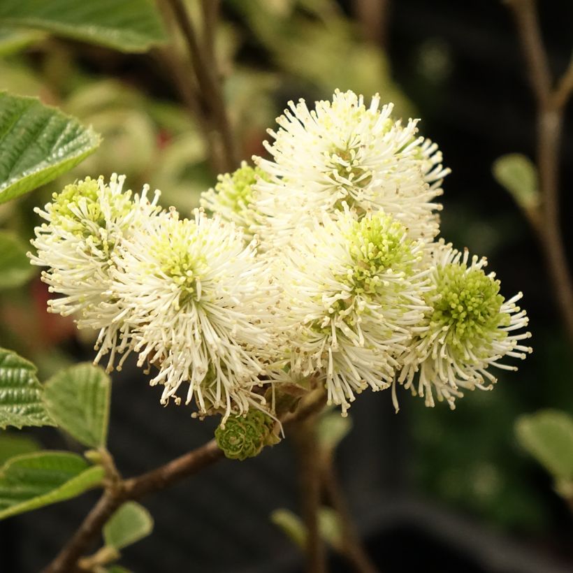 Fothergilla gardenii Suzanne (Fioritura)