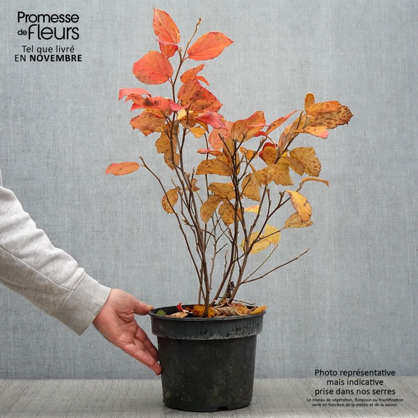 Esemplare di Fothergilla gardenii Suzanne Pot de 4L/5L come consegnato in autunno