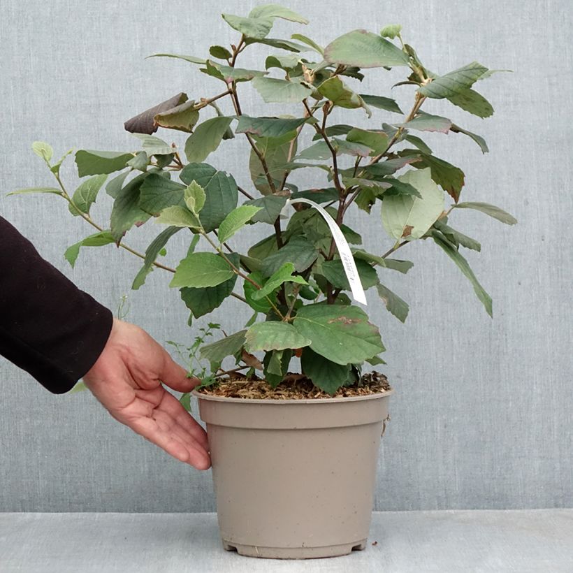Esemplare di Fothergilla x intermedia Mount Airy Vaso da 4L/5L come consegnato in autunno