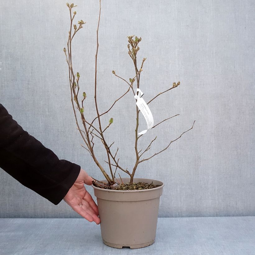 Fothergilla x intermedia Mount Airy Vaso da 4L/5L esemplare consegnato in primavera