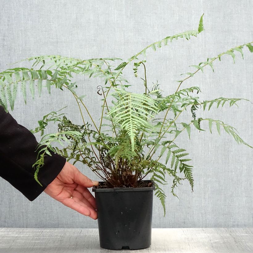 Example of Dicksonia antarctica - Felce arborea Vaso da 2L/3L as you get in printemps