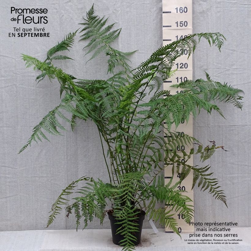 Esemplare di Dicksonia antarctica - Felce arborea Vaso da 4L/5L, Vaso impalcato alto come consegnato in autunno