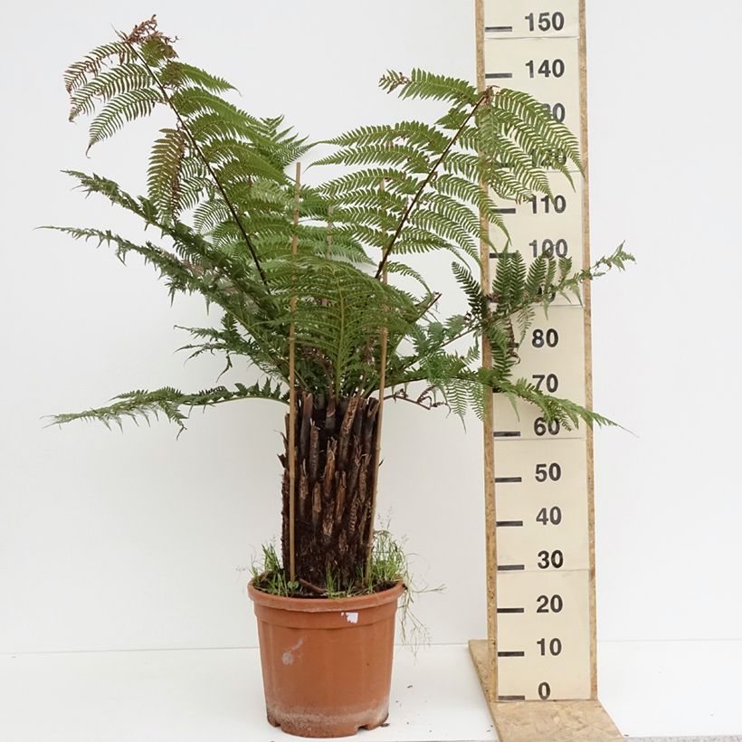 Example of Dicksonia antarctica - Felce arborea Vaso da 18L/20L, Vaso impalcato alto as you get in printemps
