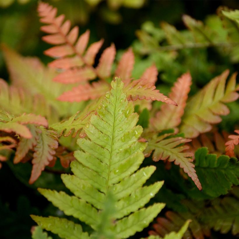 Dryopteris erythrosora (Foliage)